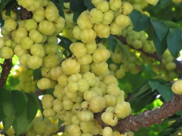 انگور تاهیتی